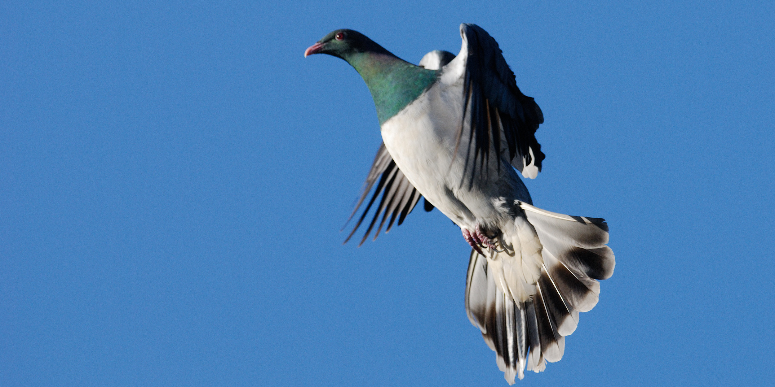 Bird of the Year spreads its wings Forest and Bird